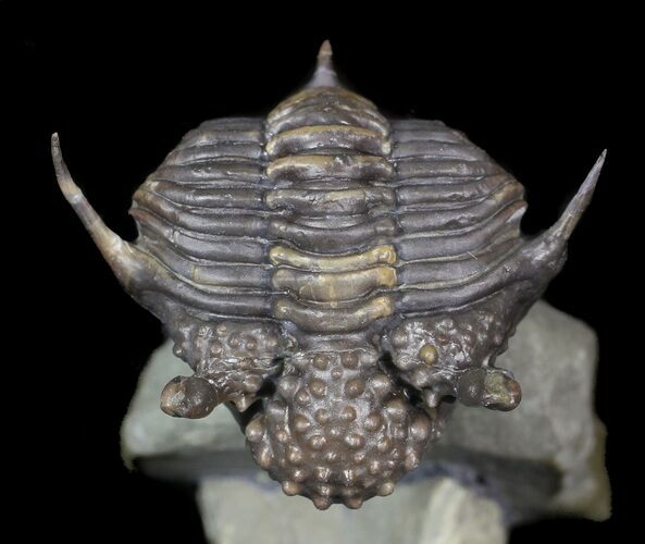 Rare, Encrinurus Trilobite From Malvern England #62874